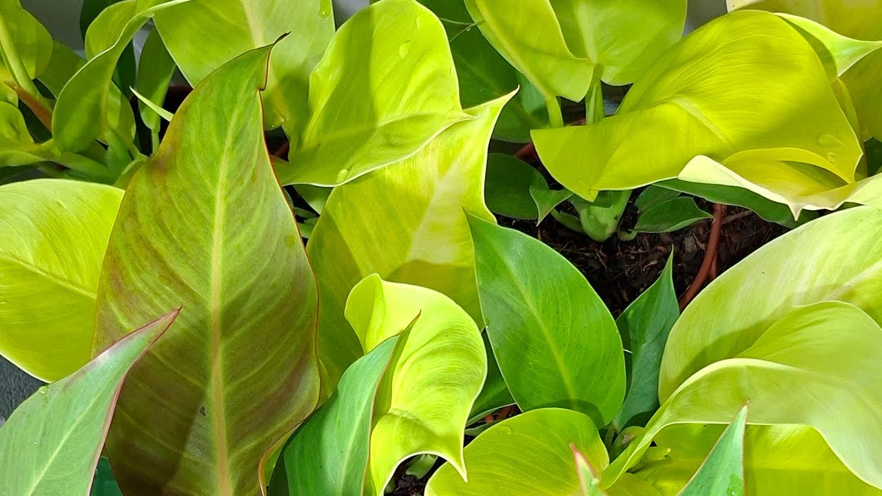 Plantas Lindas para Venda 🌿 Novidades, Preços Acessíveis e Muito Amor Verde