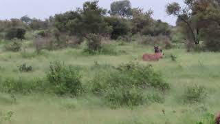 Satara Kruger National Park - Warthog Chased chased by lions
