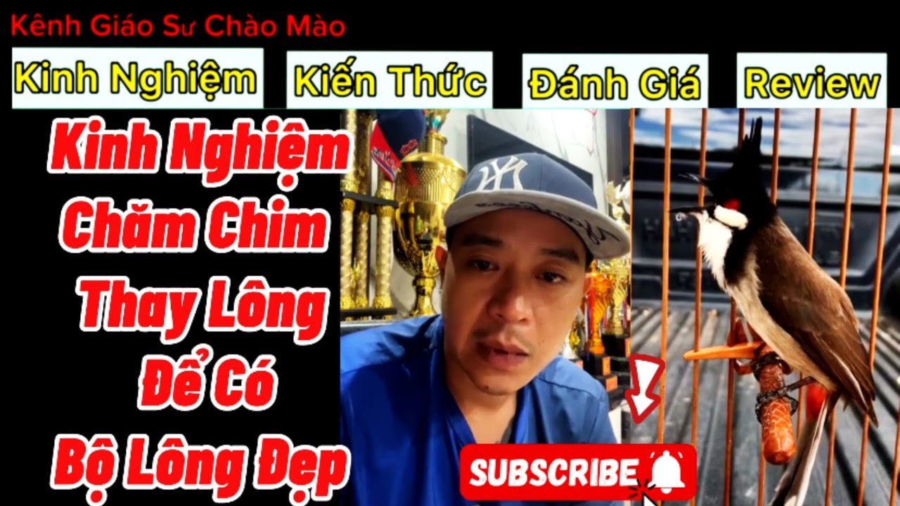 Cách Chăm Chim Chào Mào Thay Lông | Chia Sẽ Kinh Nghiệm Chăm Chim Thay Lông Hiệu Quả