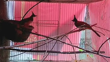 Kinh nghiệm ghép chim chào mào sinh sản