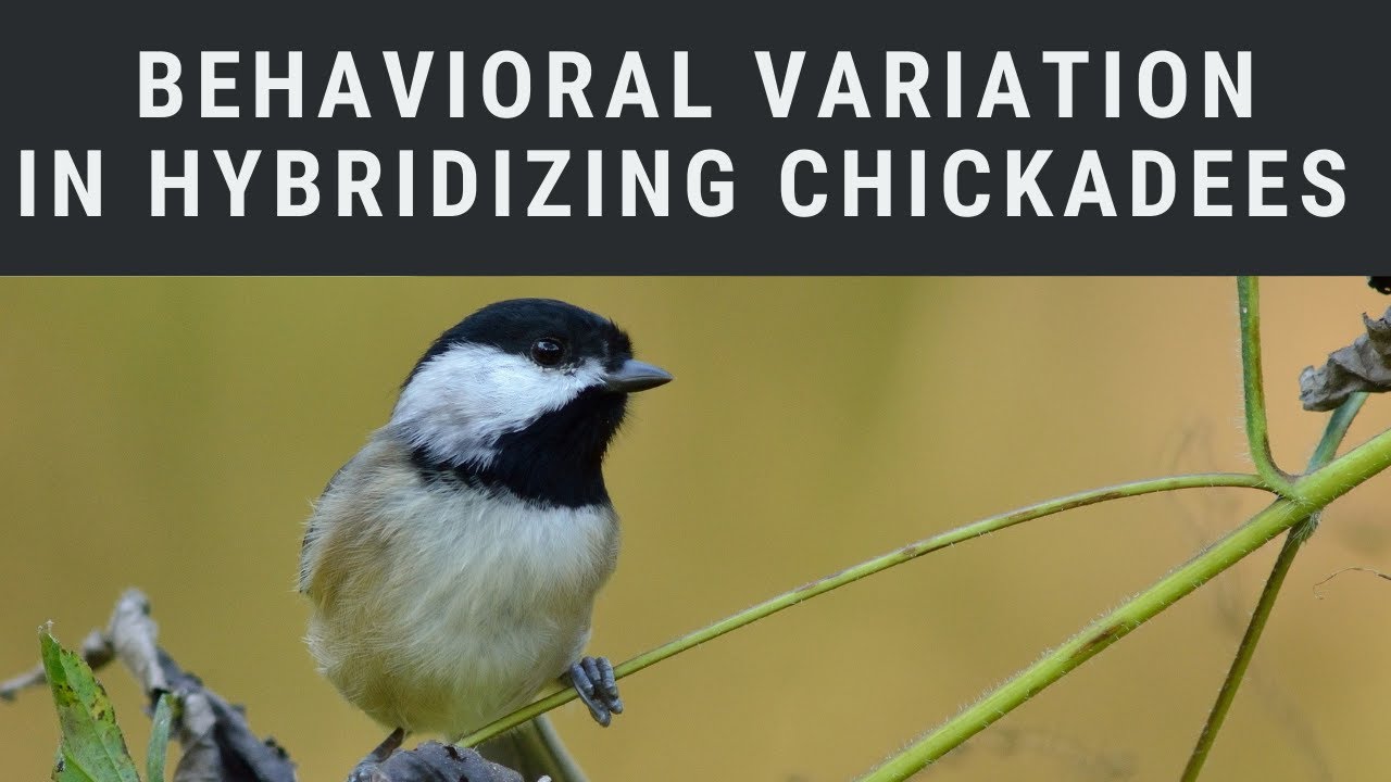 Behavioral Variation in Hybridizing Chickadees | Autumn Lecture 2020 ...