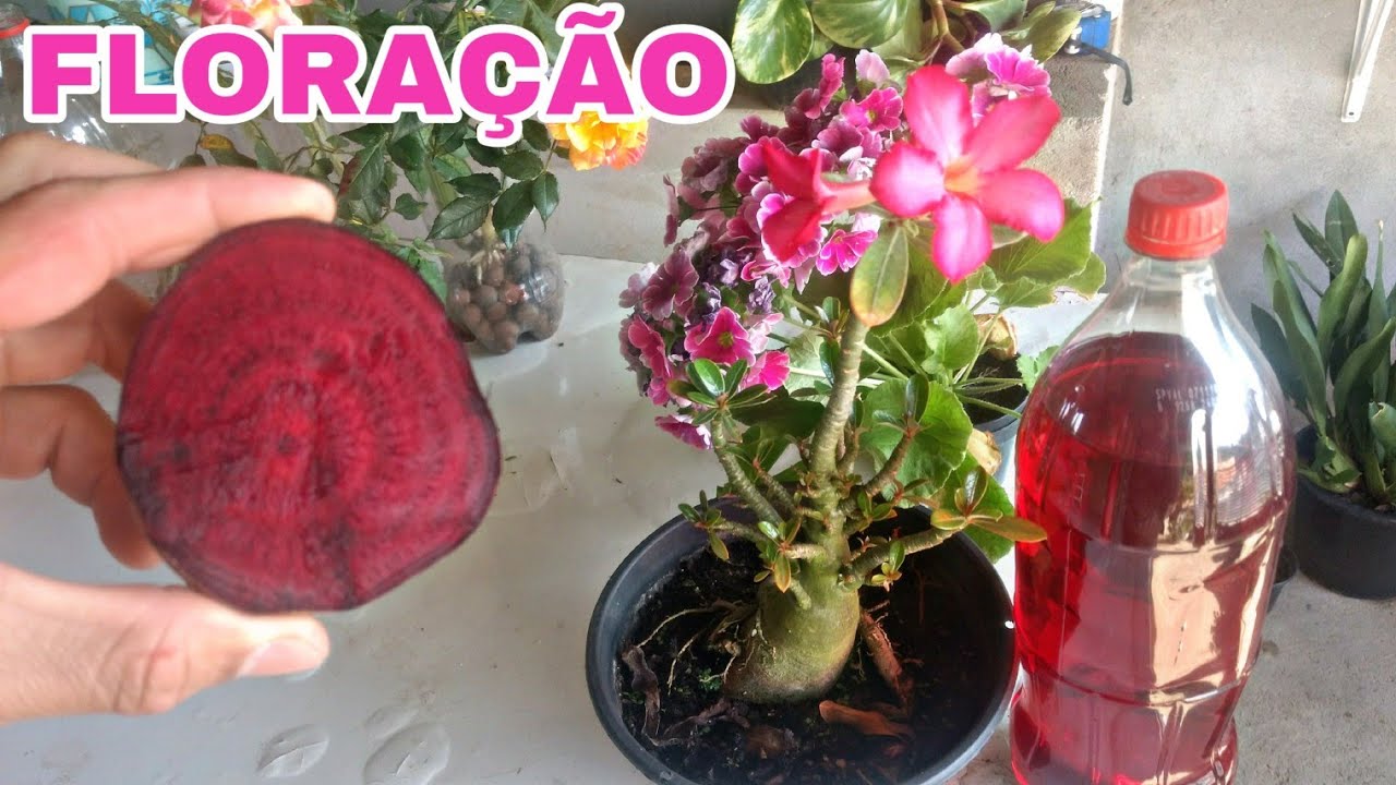 Faca Sua Rosa Do Deserto Florir Com Esse Adubo Youtube