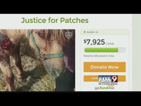 Reward money growing for tortured pony