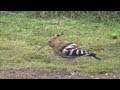 Eurasian Hoopoe.