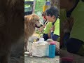 大型犬を飼うということは、こういうことです。#大型犬のいる生活 #ゴールデンレトリーバー