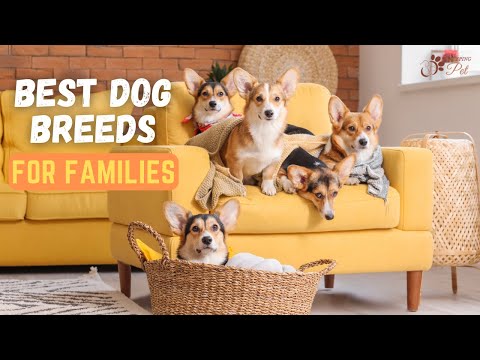 Video: 15 hondenrassen die onafhankelijke metgezellen zijn