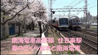 【南海電車】住吉東駅周辺　桜並木と南海電車