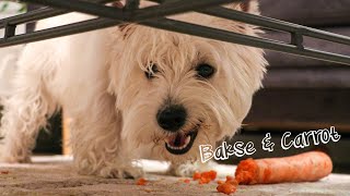 Dog Left Alone With A Carrot  Westie Bakse