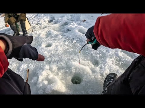Я их НАШЁЛ и ВАМ ПОКАЖУ! ВОТ это ОНИ ДАВЯТ! Рыбалка на безмотылку зимой в 2024