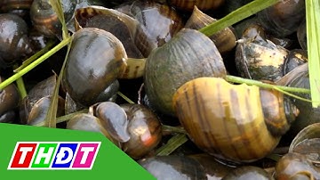 Tăng thêm thu nhập từ việc bắt ốc bươu vàng | THDT