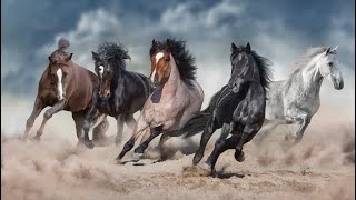 Unveiling the Majestic Beauty of Arabian Horses | Explore the Elegance and History