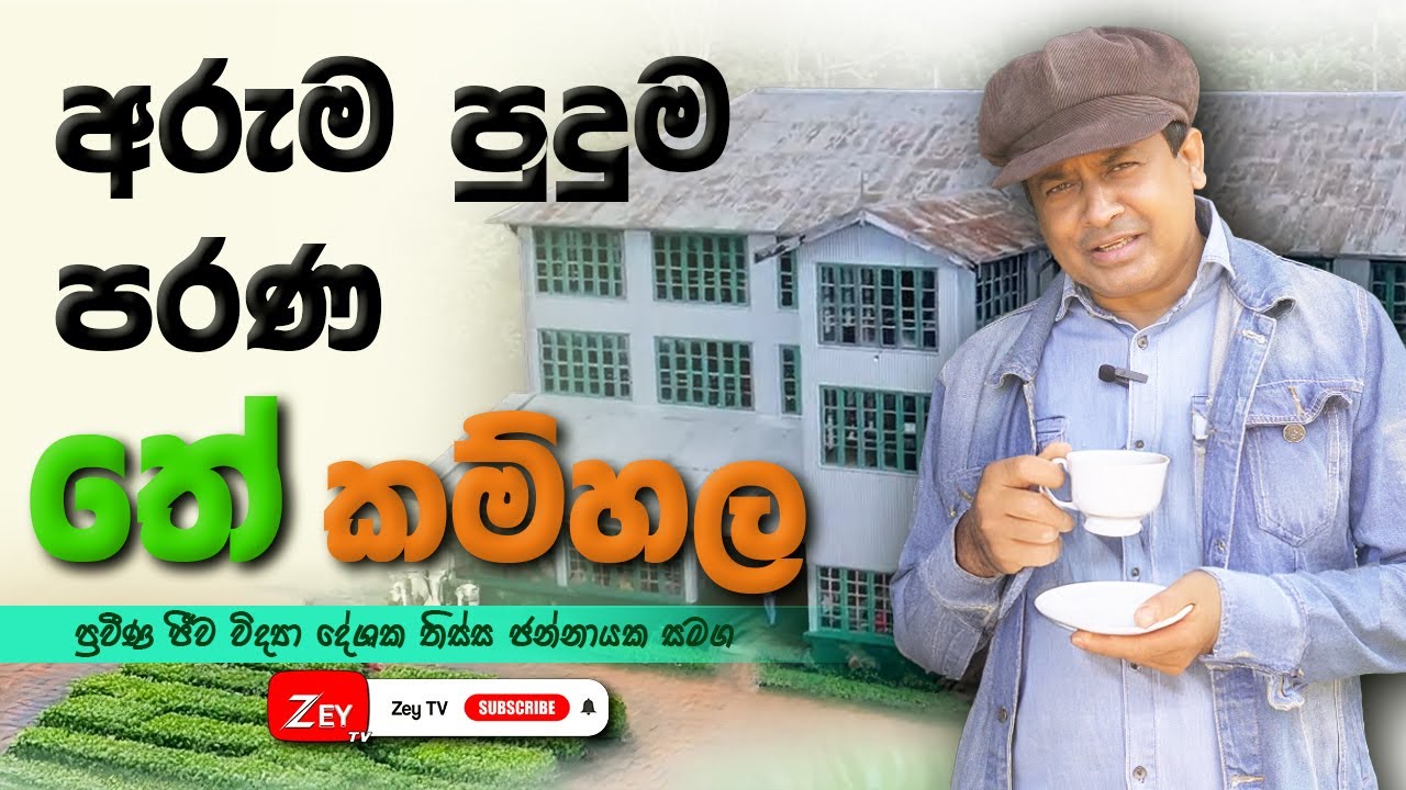 අරුම පුදුම පරණ තේ Factory ය |  Tissa Jananayake | ©Zey TV- All Rights Reserved ®