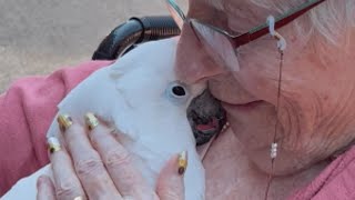 Cockatoo lost his home. A kind family has given him another chance. by GeoBeats Animals 11 days ago 3 minutes, 41 seconds 505,058 views