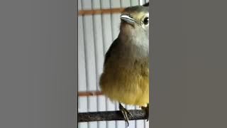 opior jawa gacor ngeroll