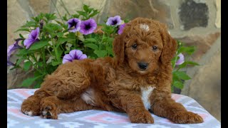 Mini Goldendoodle Puppies for Sale