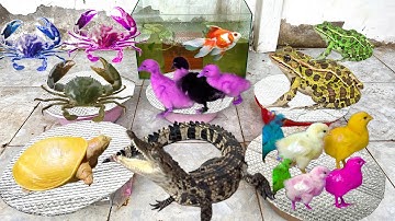 Tìm Các Con Vật Dễ Thương, Cua, Rùa, Thỏ, Vịt dễ Thương, Gà Cầu Vòng, Cá Chép Koi, Cá Trê