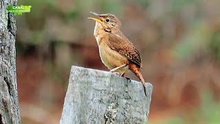 EXPLENDIDO CANTO SELVAGEM DA CORRUÍRA NA NATUREZA !!!