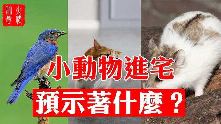 【風水】鳥兒、貓咪、老鼠來到家中，風水好不好？預示著什麼？#大佬你好啊 - 天天要聞
