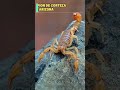 🦂 LOS 5 ESCORPIONES MÁS VENENOSOS DEL PLANETA 😨☠️