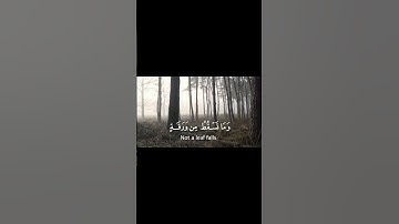 وعنده مفاتح الغيب لا يعلمها الا هو القارئ طارق محمد