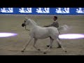 Memories of paris  world arabian horse championships 2022  part 6   senior female  group b