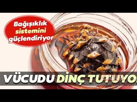 Çam Kozalağı Faydaları Nelerdir? - YouTube