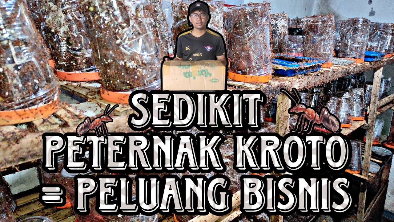 Cara Beternak Kroto Bermodal Stoples | How To Weaver Ant Breeding with Jar