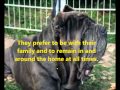 neapolitan mastiff 101 の動画、YouTube動画。