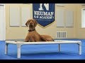 Ginger (Vizsla) Boot Camp Dog Training Video Demonstration Ginger (Vizsla) Boot Camp Dog Training Video Demonstration