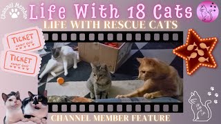 Life With Rescue Cats | Channel Member Feature | Life With 18 Cats