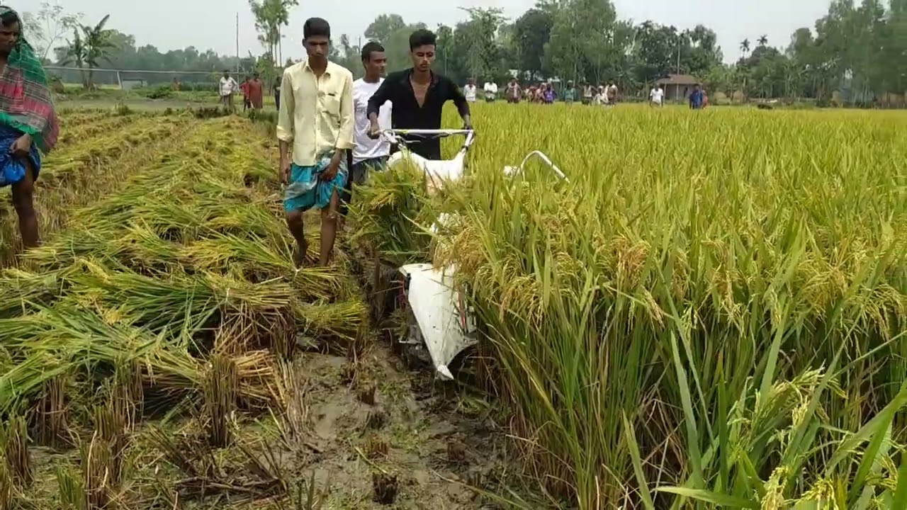 ধান কাটা ও আটি বাধার মেশিন। reaper binder। harvestor