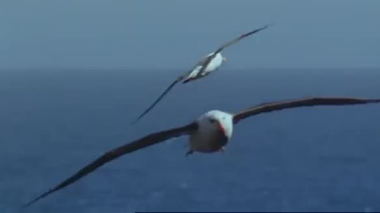 wandering albatross beside human