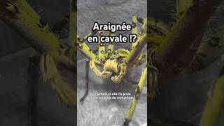 Araignée en cavale !? #heteropoda #araignée #animauxexotiques #rock_n_insectesyt