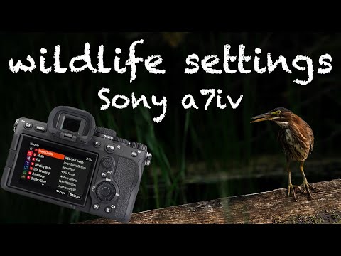 My Sony a7iv Camera Settings & Techniques