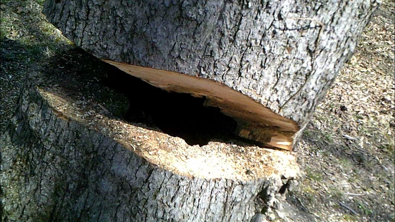 27 Cutting Down Hollow Tree YouTube