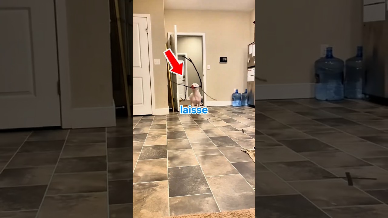 Ne laisse pas ton chien jouer avec des bâtons #shorts