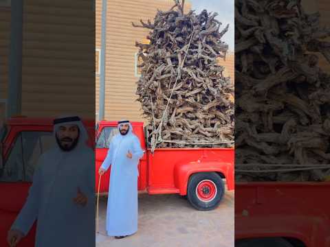 In Dubai, Wood Is More Expensive Than Gold! 😲 | The Secret Life of the Sheikhs #shortvideo