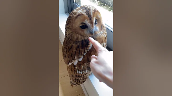 Oh My God😰Wait for and😳How an Owl Bites🤣Shorts #cute #animals #viral #viralvideo