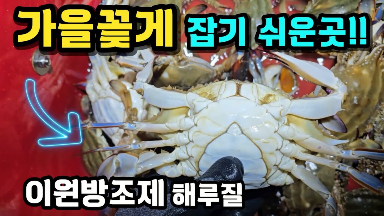 가을꽃게 해루질은 여기로 가보세요~ 꽃게 잡기 쉬운곳은 이곳! #해루질