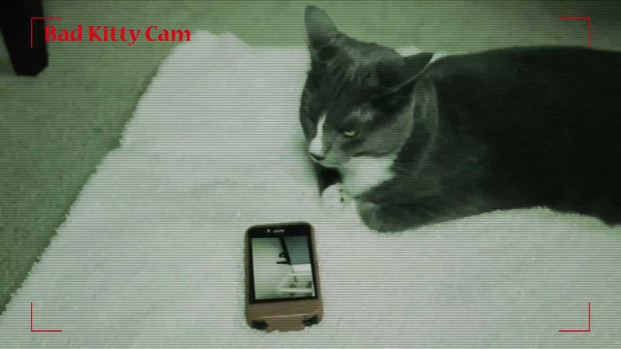 droid phones Talking Cat Blackmails Kitten