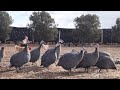 Don&rsquo;t Restrict Their Freedom! The Importance of Open  Spaces for Successful Guinea Fowl Farming
