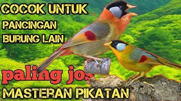 Suara burung pancawarna suara burung pancawarna gacor