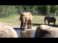 NC Zoo Elephant.MP4