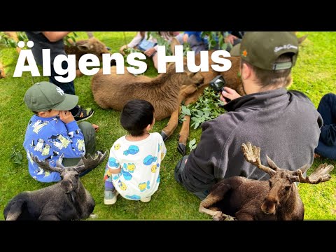 Video 3: Bjurholm