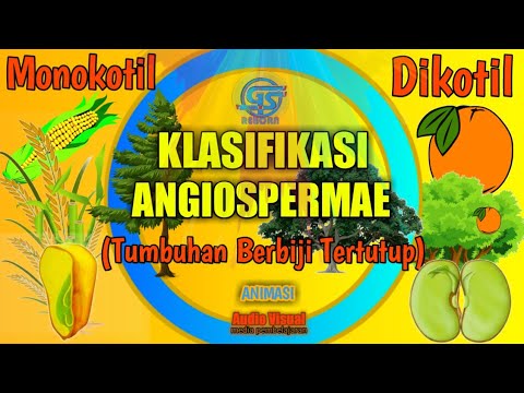 Monokotil dan Dikotil (Perbedaan) - Materi Lanjutan Biologi Klasifikasi Angiospermae