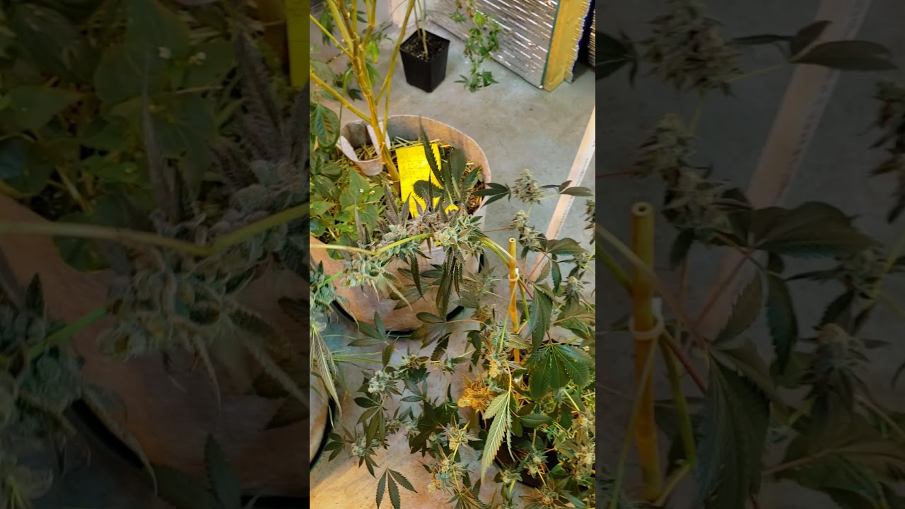 detroit nutrient company grow