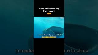 Whale Shark Seeks Help from Human? Part1 see full video in this channel animalrescue animal ctto