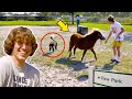 Taking Horse to a Dog Park!