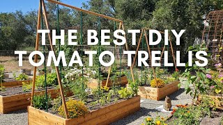 How to Make the Best DIY Tomato Trellis (Stake and Weave Hybrid System)