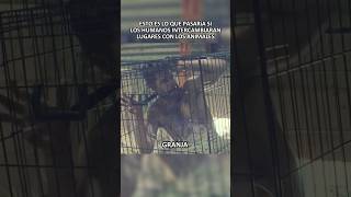 Esto Es Lo Que Pasaría Si Los Humanos Intercambiaran Lugares Con Los Animales - Resumen De Películas